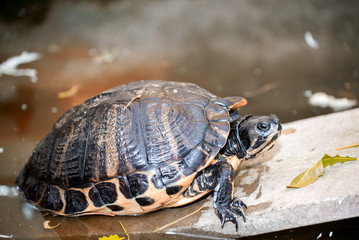 Turtle relaxing over the water