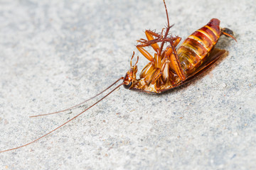 Death cockroach