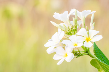 Beautiful white scented blooms of frangipanni species plumeria