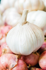 Garlic
