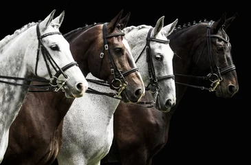 Keuken foto achterwand Paardrijden Vier paarden in dressuurcompetitie geïsoleerd op zwart