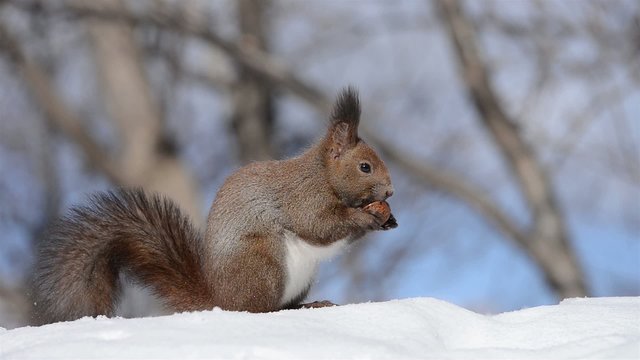 胡桃を食べるエゾリス