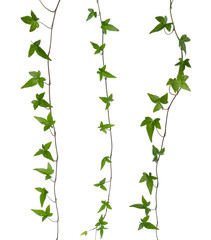Set of ivy stems isolated.
