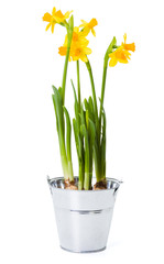 Daffodils in tin pot