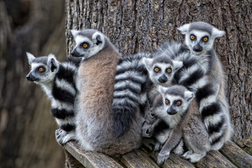 lemur monkey © Andrea Izzotti