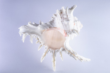 Sea shells, pacific ocean