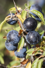 blackthorn