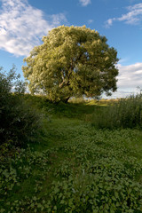 Fototapeta premium field 2
