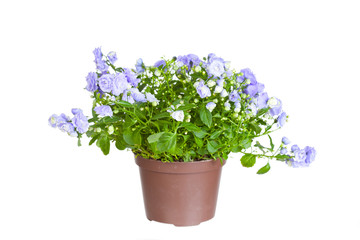 Campanula terry in a flowerpot on a white background