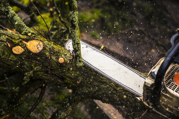 Man sawing a log in his back yard