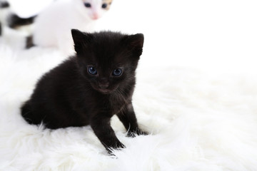 Cute little kittens