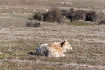 Fototapeta premium Cow lying in the field.