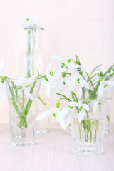 Beautiful bouquets of snowdrops in vases on light background