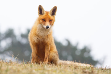sitting red fox