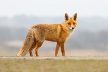 red fox