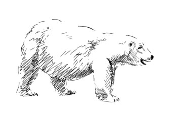 Sketch of a polar bear. Vector illustration