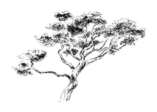Sketch of japan tree. Vector illustration