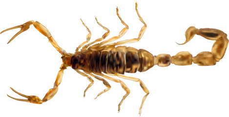 small golden scorpion illustration