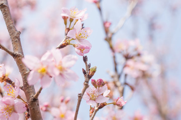 Obraz premium 桜