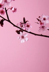 Naklejka premium spring