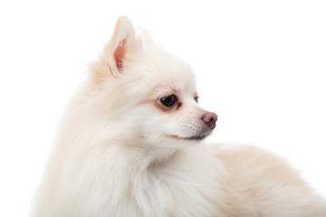 White pomeranian looking another side