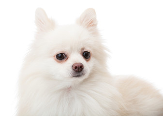 Obraz premium White pomeranian