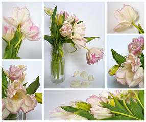 White and pink delicate tulips. Gift postcard. Collage