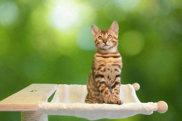 Kleine Bengalkatze sitzt in der Hängematte