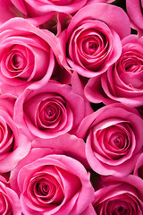 Obrazy na Szkle  beautiful pink roses background