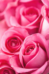 Fototapeta premium beautiful pink roses background closeup