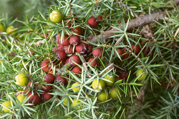 arbusto di ginepro