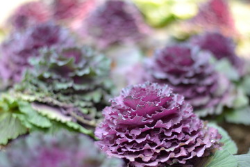 cabbage