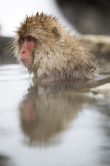 Obraz premium Snow monkey taking a dip in hot spring