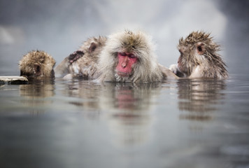 Fototapeta premium Snow monkey getting groomed while taking a dip.