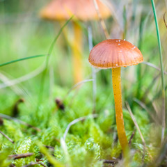 mushroom