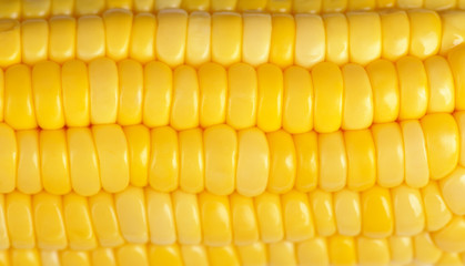 Yellow corn
