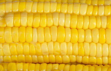 Yellow corn