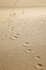 footprints