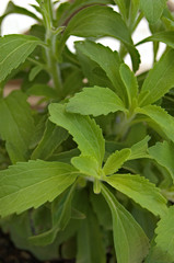 foglie di stevia