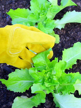 plant de salade batavia
