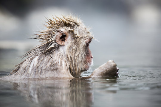 Japanese Snow Monkey In A Hot Spring.