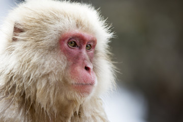 Snow monkey portrait, Jigokudani Park