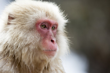 Obraz premium Snow monkey portrait, Jigokudani Park