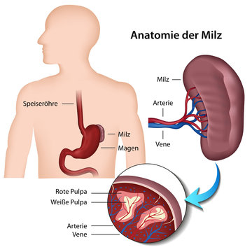 Anatomie der Milz