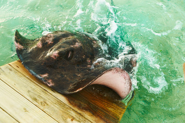 Stingray feeding