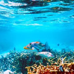 Obraz na płótnie Canvas Coral reef at Maldives