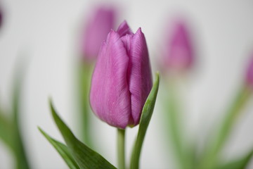 Tulpen