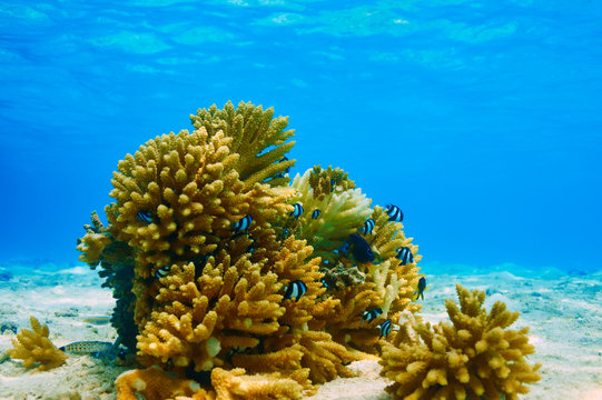 Fototapeta Coral reef at Maldives