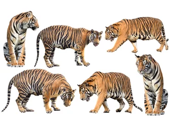 Fototapete Rund bengalischer Tiger isolierte Sammlung © anankkml