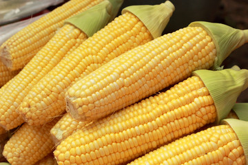 Sweet corn in the market